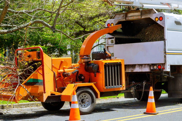 The Steps Involved in Our Tree Care Process in Genoa, AR